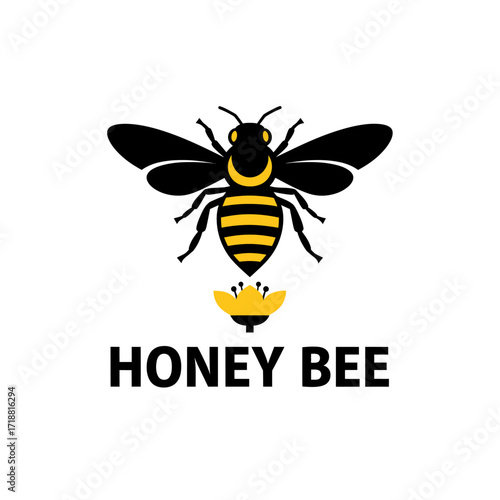 honey bee insect macro nature honeybee pollen flower
