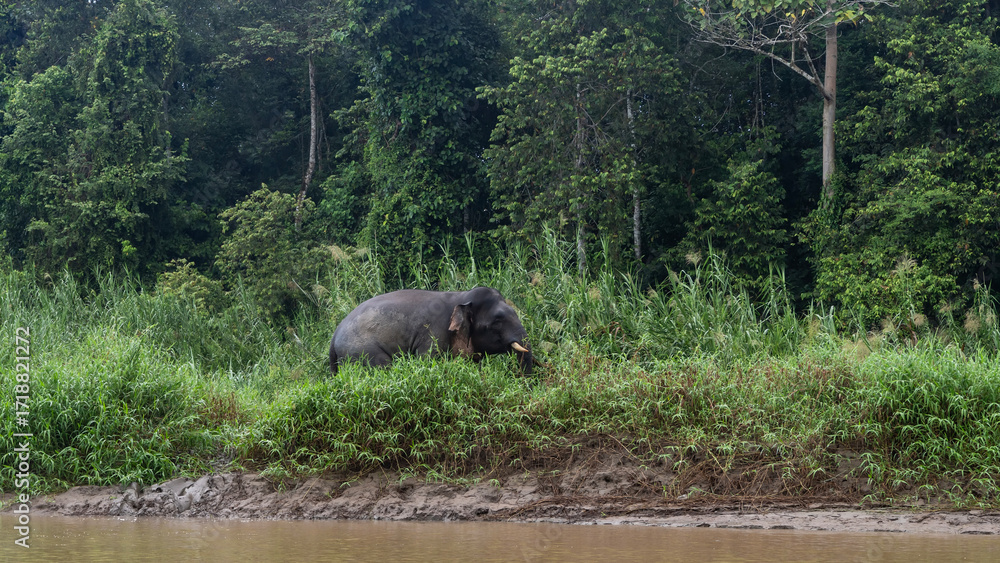 Fototapeta premium A pygmy elephant walks along the riverbank in the tall green grass. Side view. The background is a thicket of rain forest trees. Malaysia. Borneo. Kinabatangan River Nature Reserve. 