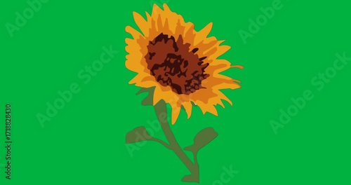Sunflower vector on transparent background, displaying yellow orange petals, green stem for design