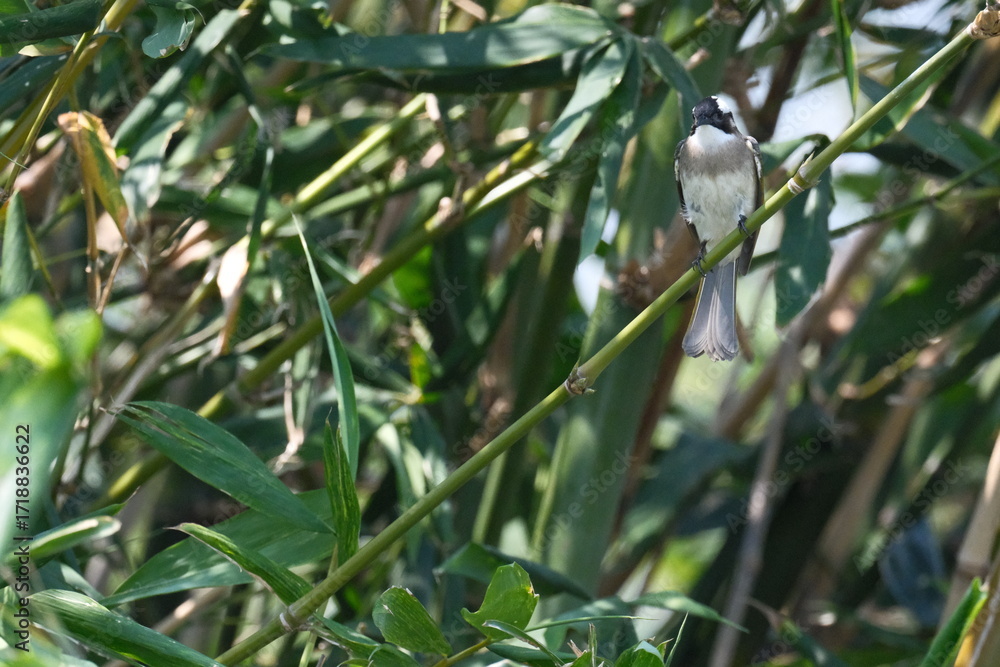 Fototapeta premium Light-vented Bulbul resting on bamboo in Taipei City
