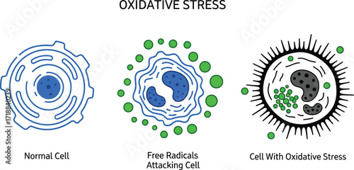 Understanding oxidative stress and free radical damage cells