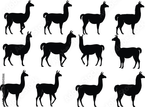 Silhouette collection of llamas in various standing and walking poses, isolated vector illustrations, farm animal graphics, South American wildlife, nature design