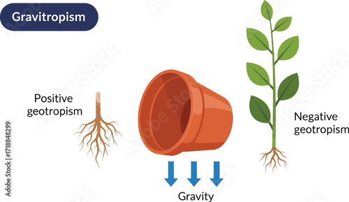 Geotropism gravitropism plant growth roots and stem direction
