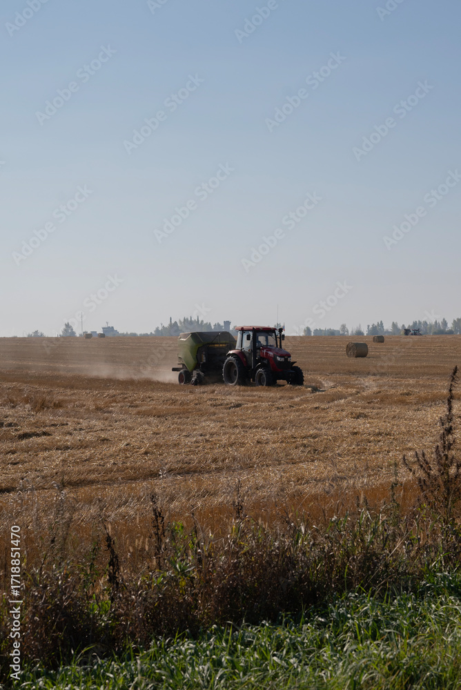 Naklejka premium harvesting wheat fields in haystacks