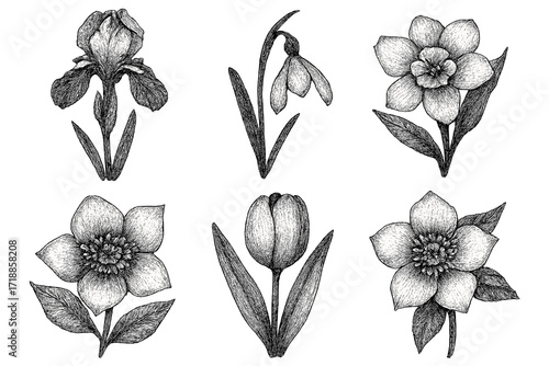 Set of spring flowers with stipple effect. Vector collection of iris, snowdrop, daffodil, tulip, hellebore. Vintage floral botanical illustration. Retro photocopy dotwork design.