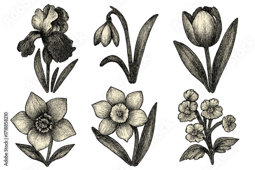 Set of spring flowers with stipple effect. Vintage vector illustration of iris, snowdrop, daffodil, tulip, hellebore. Botanical drawing with halftone photocopy texture.