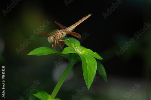 A dragonfly (Anisoptera) resting on a green leaf. It has a brownish-orange elongated body, medium-sized translucent reddish-brown wings spread horizontally, and large prominent eyes.