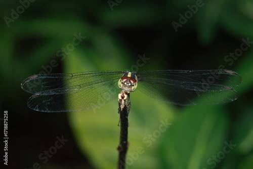 A dragonfly with a yellow-black segmented body and prominent red eyes. It has two pairs of transparent wings and is perching on a twig, exhibiting typical resting behavior in a natural environment.