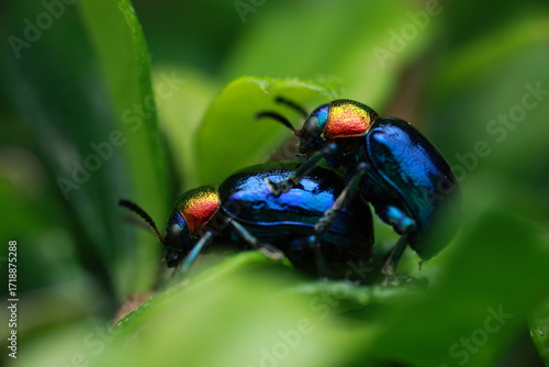 Blue Milkweed Beetle, pair shown here are engaged in mating on a green leaf, representing their reproductive behavior and life cycle.