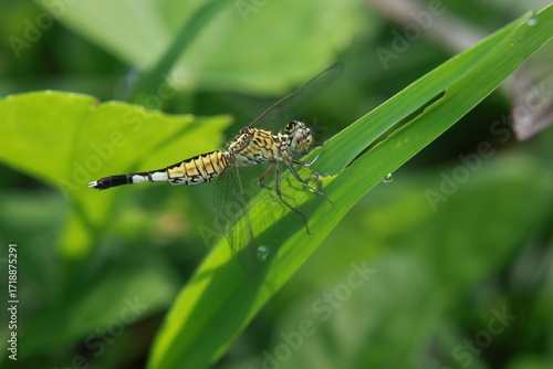 A three-colored dragonfly (Acisoma panorpoides) perched on a green leaf. It has a slender yellow-and-black body, large prominent eyes, two pairs of transparent wings, and six legs.