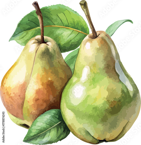 Pears Fruit with Greel Leaves Classic Watercolor Vector Illustration