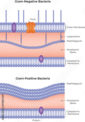 Gram-Negative and Gram-Positive Bacteria Cell Structure