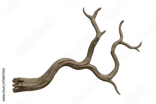 Dead tree branch with a unique gnarled and twisted shape. Natural wood element, isolated on a transparent background
