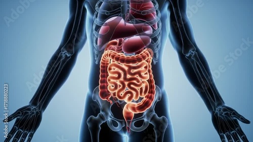 Anatomical illustration of the human digestive system, highlighting the intestines and other organs.