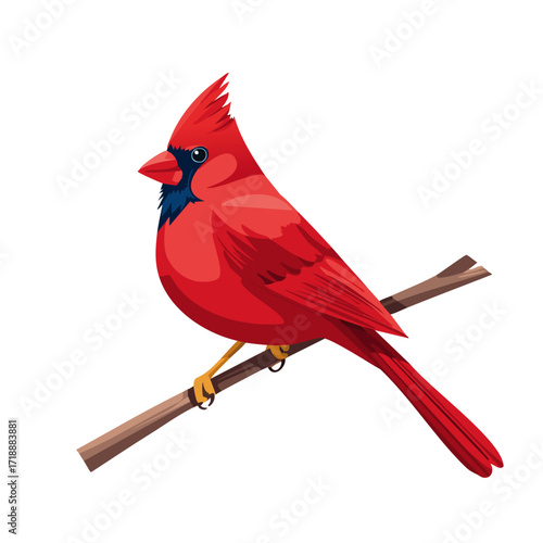 Red cardinal bird sitting on a branch vector color illustration. Winter Christmas bird on isolated background for cards and design.