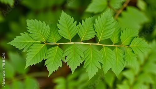 Compound Cluster Leaves made up of multiple smaller leaflets arr