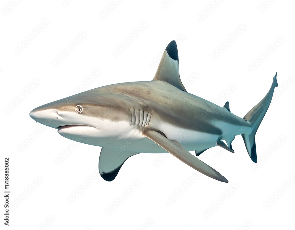 Fototapeta premium Gray shark in profile view against a plain white background.