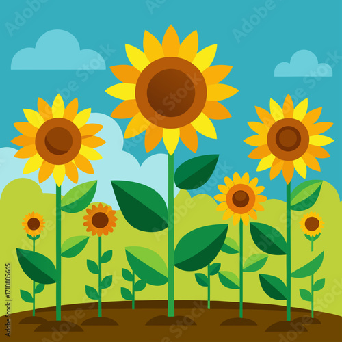 sunflower field with sunflowers