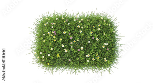 Green grass patch with small wildflowers isolated on transparent background