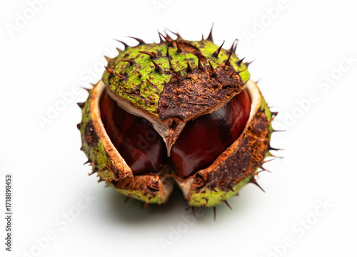 Fotografía Kastanienfrucht mit aufgeplatzter Hülle