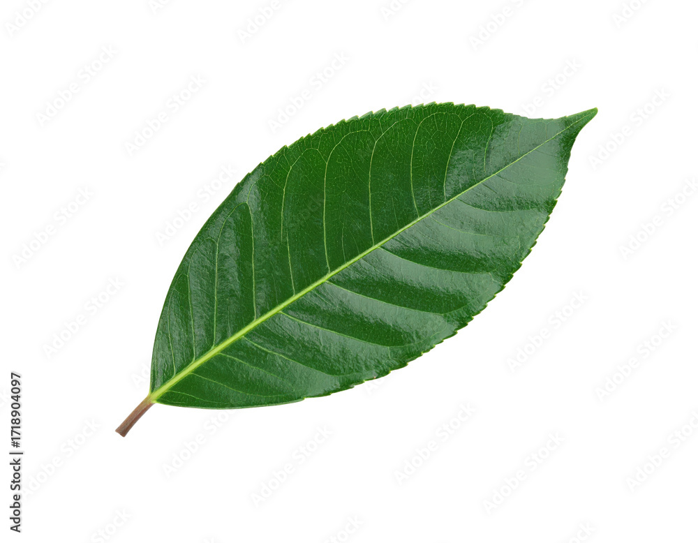 Obraz premium Single Fresh Green Tea Leaf Isolated on White Background.
