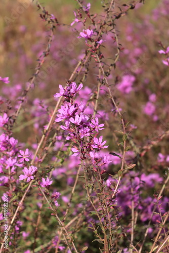 Lythrum virgatum with purple flowers