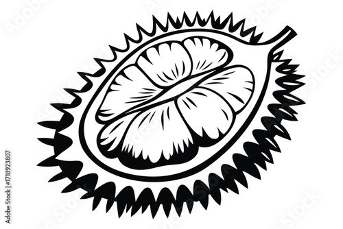 Durian Fruit Halved Vector, Detailed Black and White with White Background