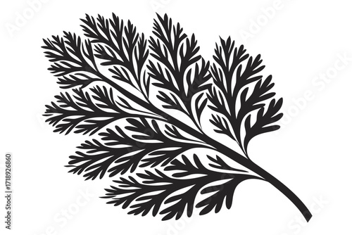 Elegant Design of Black Fern Frond on White Background for Elements