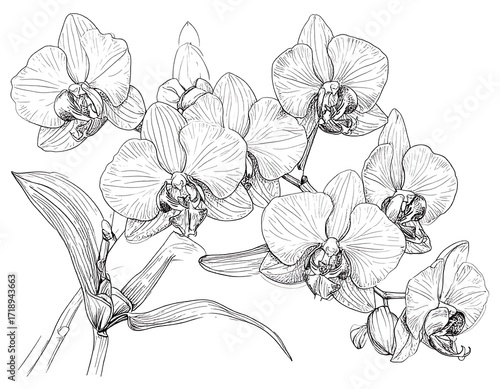 Detailed line drawing of orchid flowers