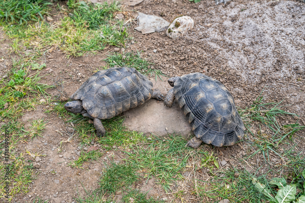 Obraz premium Testudo Marginata Breitrandschildkroete im Freilauf bei Paarung Vermehrung als Paar durch Reiten Aufstieg Turtle