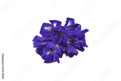 Butterfly Pea isolated on white background