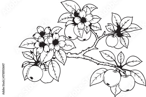 Delicate apple blossoms and ripening fruit on a branch, a symbol of spring growth and harvest