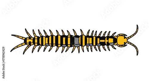 Illustration of a centipede with black and yellow segments isolated on white background arthropod insect with many legs crawling creature segmented