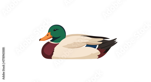 Isolated Cartoon Illustration of a Male Mallard Duck with Detailed Plumage and Vibrant Colors resting peacefully against a stark white backdrop