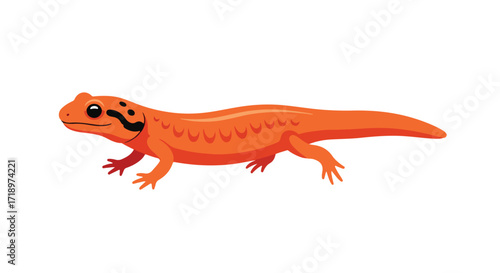 Cartoon depiction of an orange newt with black spots on a white background ideal for educational resources about amphibians or nature illustrations