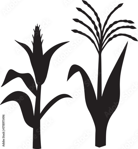Corn stalk with leaves-and tassels plant silhouette vector, black and white silhouette vector illustration