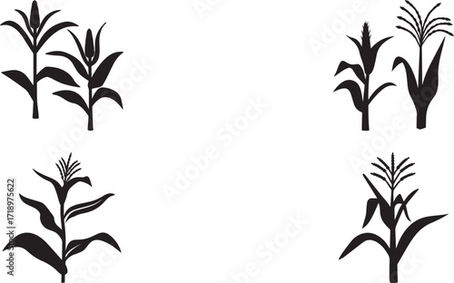 A set of Corn stalk with leaves-and tassels plant silhouette vector, black and white silhouette vector illustration