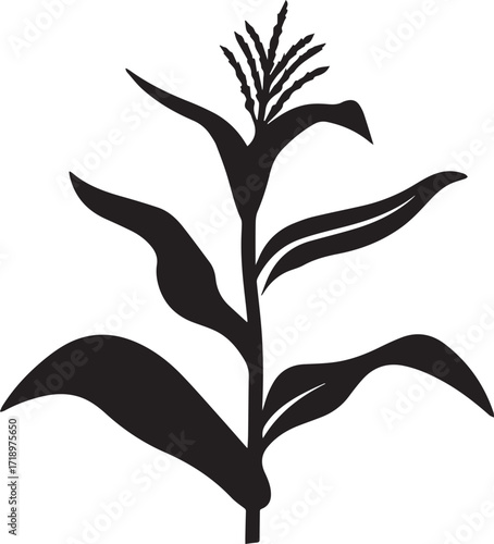 Corn stalk with leaves-and tassels plant silhouette vector, black and white silhouette vector illustration