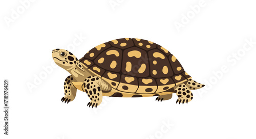 Detailed vector illustration showcasing a patterned turtle on a clean white backdrop featuring its unique shell design and textured skin