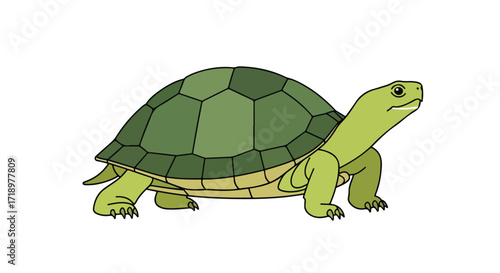 Illustration of a green turtle with geometric shell pattern isolated on white background visualizes wildlife