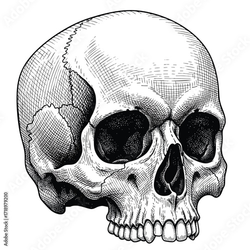 A detailed anatomical human skull illustration in a black and white vintage engraving or etching style.