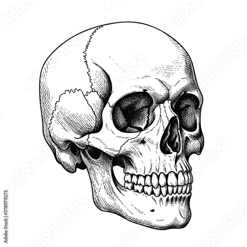 A detailed black and white anatomical illustration of a human skull in a vintage engraving style.