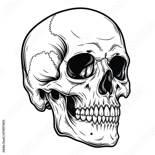 A detailed handdrawn human skull illustration in a bold black and white line art style.