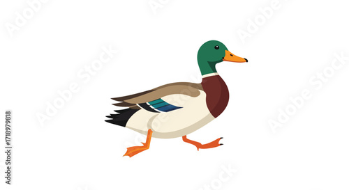 Illustration of a mallard duck waddling across a plain background presenting its colorful plumage beautifully for creative project use