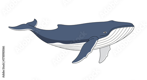 Humpback whale illustration isolated on a clean white background featuring aquatic marine life illustration showcasing the majestic creature