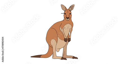 Illustrated kangaroo standing upright isolated on a pristine white canvas, perfect for educational resources or children illustrations, simple and