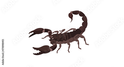 Digital illustration showcasing a brown scorpion with segmented tail and prominent pincers on a stark white background showing details 83 characters