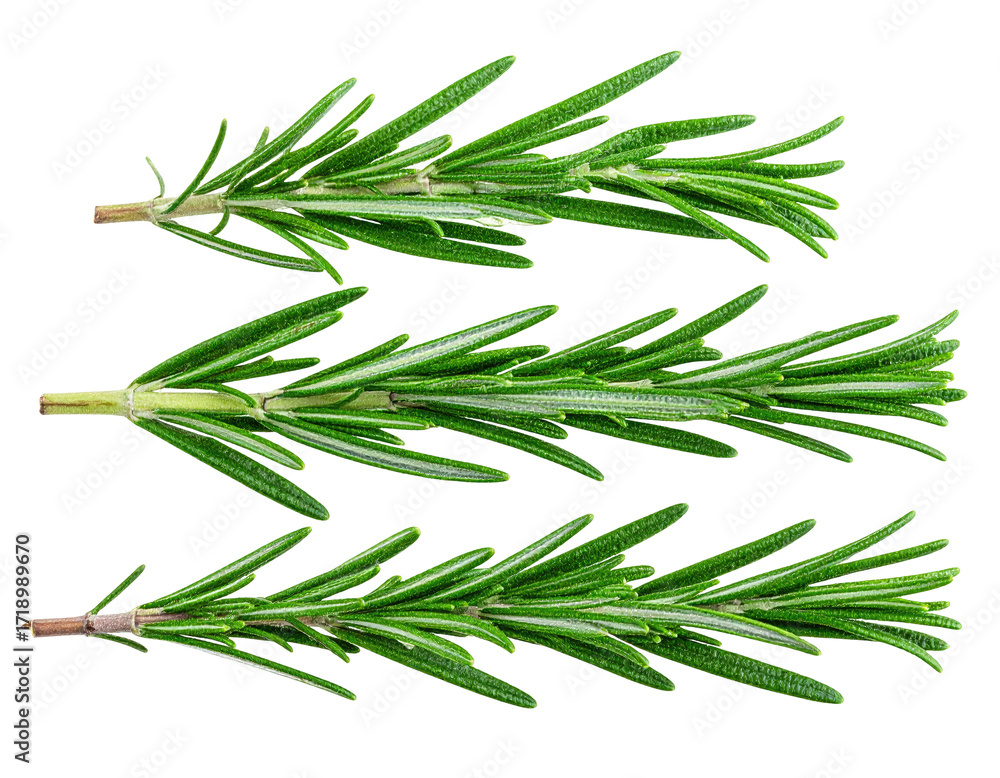 Fototapeta premium Close-up of three sprigs of fresh rosemary, vibrant green, with delicate leaves and stems, isolated against a stark black background
