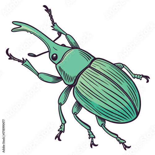 A small green chafer beetle, a coleoptera insect, is isolated on a white background with a black shadow
