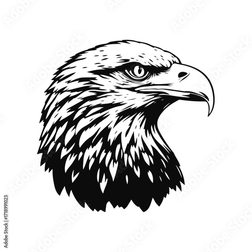 Eagle head closeup portrait, majestic bird predator, freedom symbol in wild nature, raptor illustration with feather detail